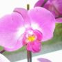 Viola Notzke